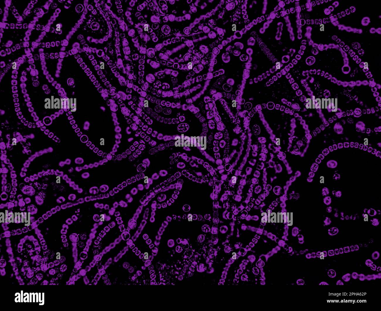 Probiotiques, bactéries lactiques. Bactéries et micro-organismes. Probiotiques microscopiques, flore bactérienne Banque D'Images