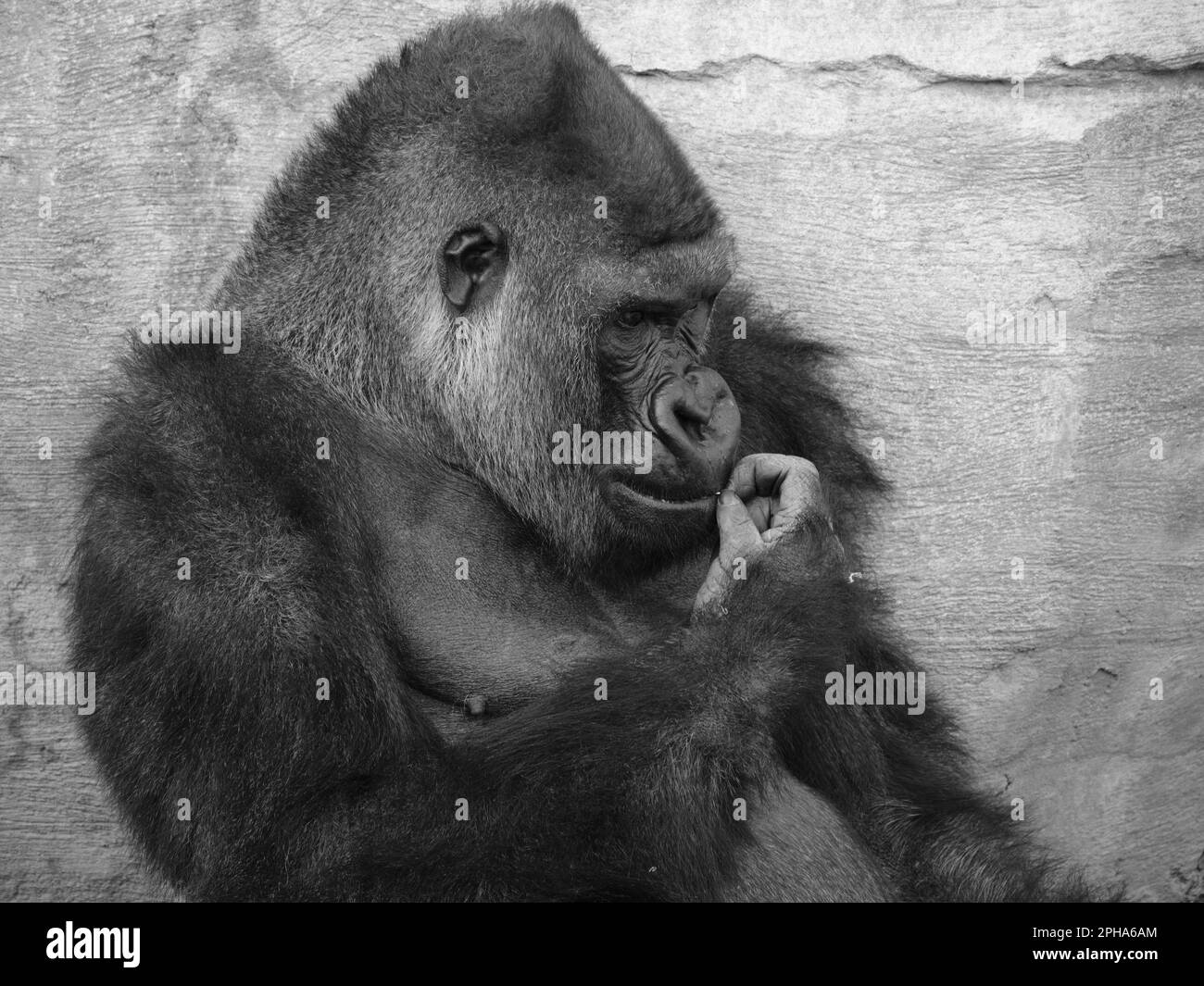 Gorille des basses terres de l'Ouest (gorille de gorille de Gorilla). Zoo Bioparc Fuengirola, Málaga, Espagne. Banque D'Images