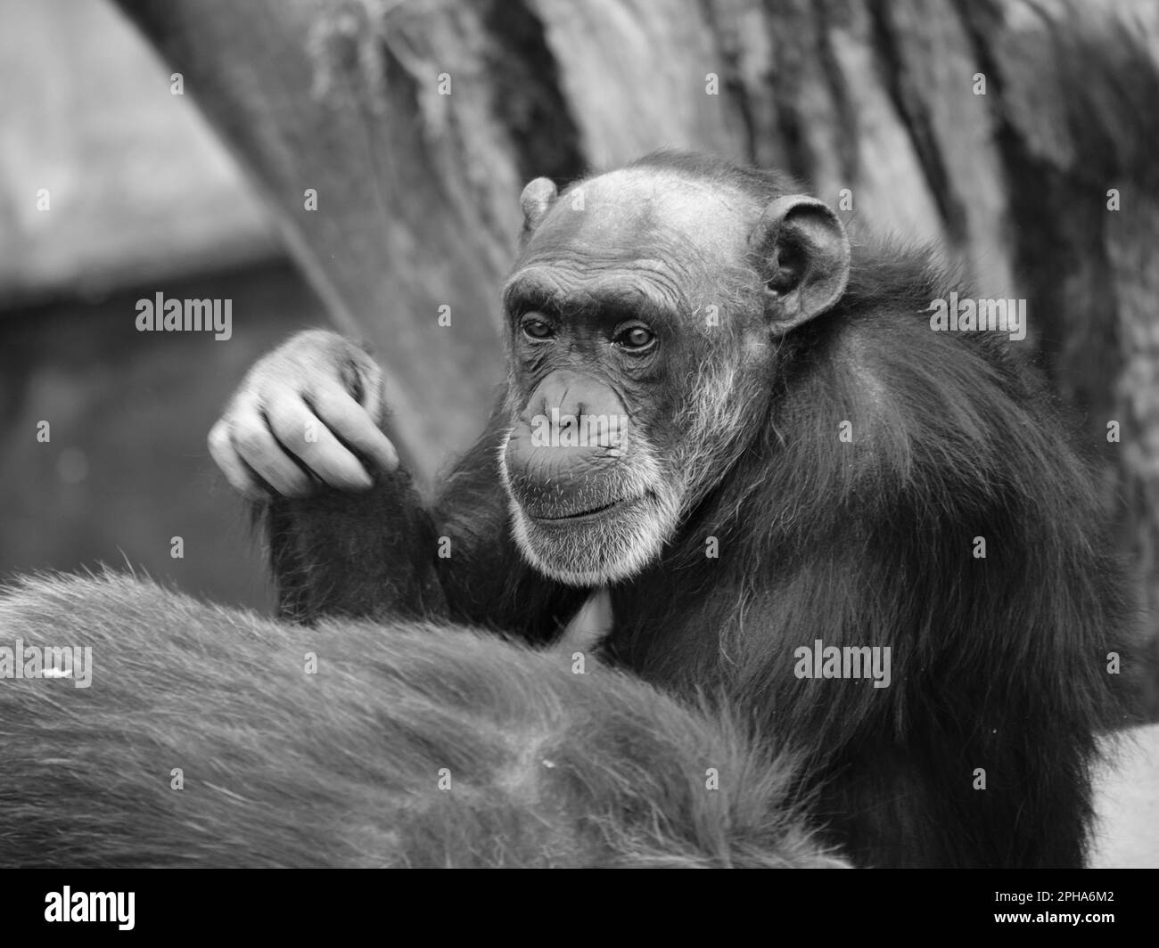 Chimpanzé (Pan troglodytes) Bioparc Fuengirola, Málaga, Espagne. Banque D'Images