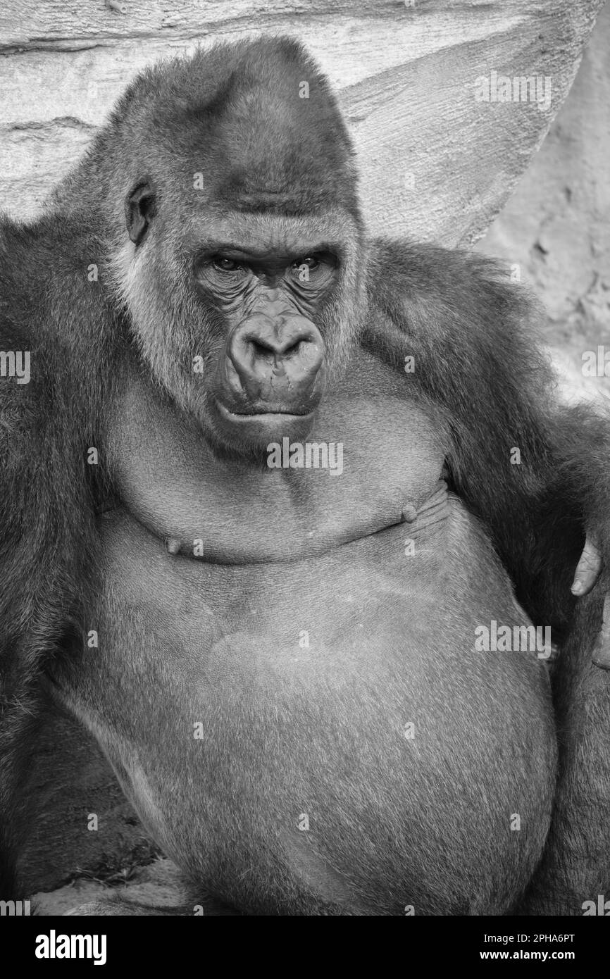 Gorille des basses terres de l'Ouest (gorille de gorille de Gorilla). Zoo Bioparc Fuengirola, Málaga, Espagne. Banque D'Images