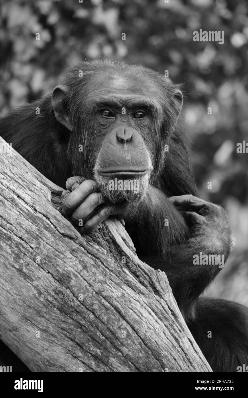 Chimpanzé (Pan troglodytes) Bioparc Fuengirola, Málaga, Espagne. Banque D'Images