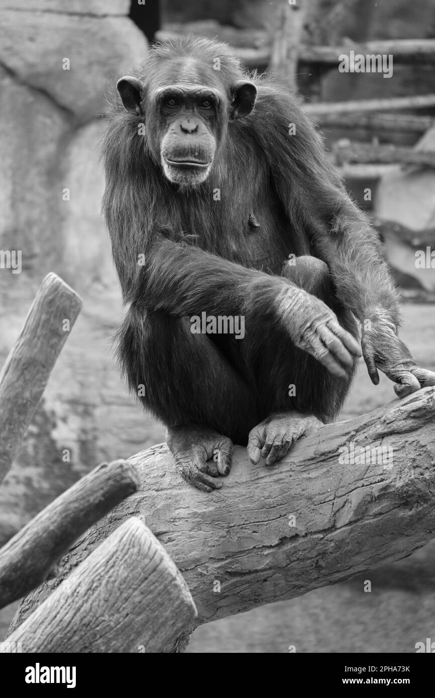 Chimpanzé (Pan troglodytes) Bioparc Fuengirola, Málaga, Espagne. Banque D'Images