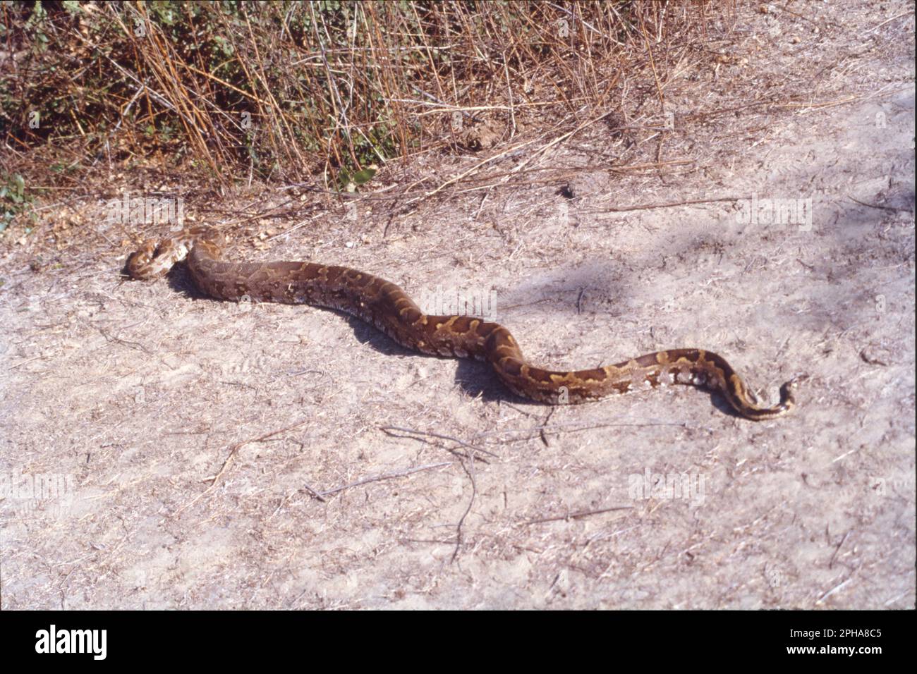 Le python indien est une grande espèce de python originaire des régions tropicales et subtropicales du sous-continent indien et de l'Asie du Sud-est. Il est également connu sous les noms communs python à queue noire, python de roche indienne et python de roche asiatique. Nom scientifique: Python molurus Banque D'Images