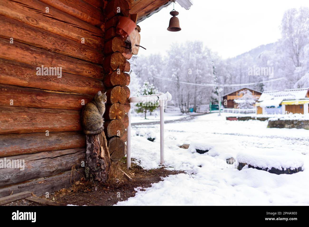 Le chat du village se trouve sur une souche près du mur d'une maison en bois avec une cloche sur le couvercle dans la neige du village. Banque D'Images
