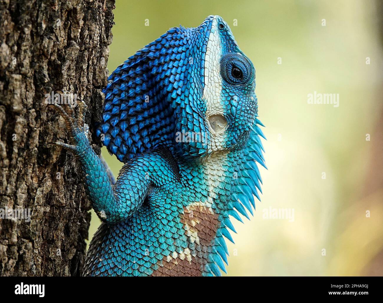 Un lézard bleu vif s'accroche à un arbre à l'aide de ses pattes avant, perchées sur une surface d'écorce texturée. Banque D'Images
