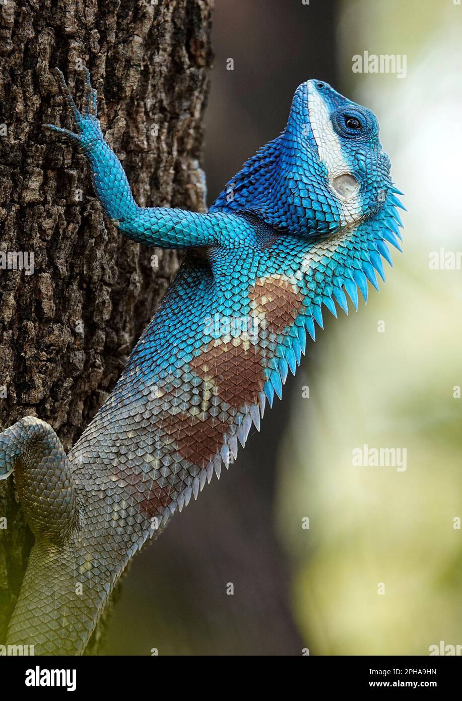 Un lézard bleu vif s'accroche à un arbre à l'aide de ses pattes avant, perchées sur une surface d'écorce texturée. Banque D'Images