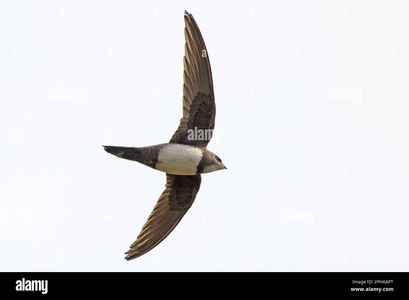 Alpine Swift (Tachymarptis melba) volant après la chasse aux insectes Cromer Norfolk UK GB Mars 2023 Banque D'Images
