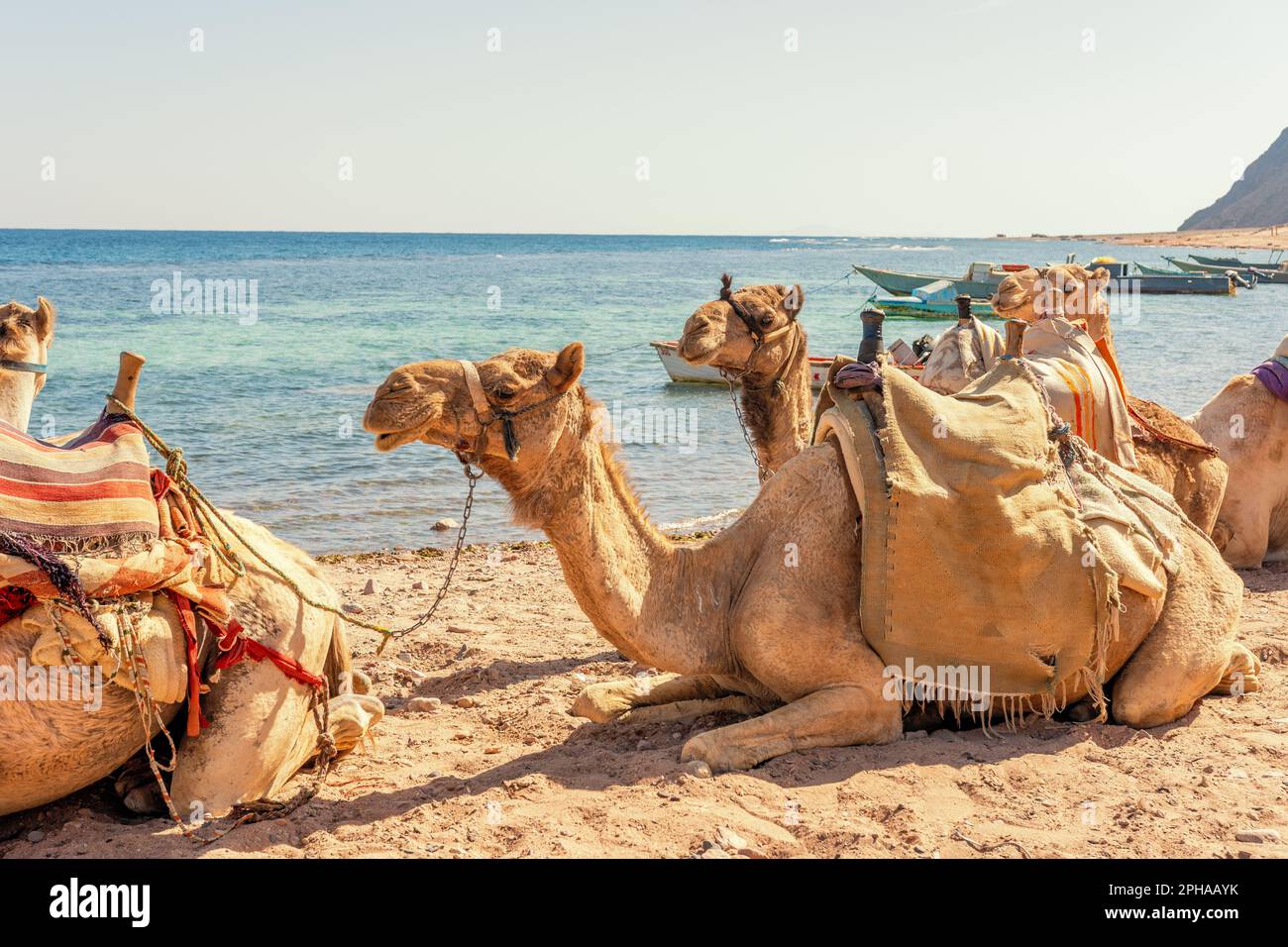 Chameaux sur les rives de la mer Rouge dans le golfe d'Aqaba. Dahab, Égypte. Banque D'Images