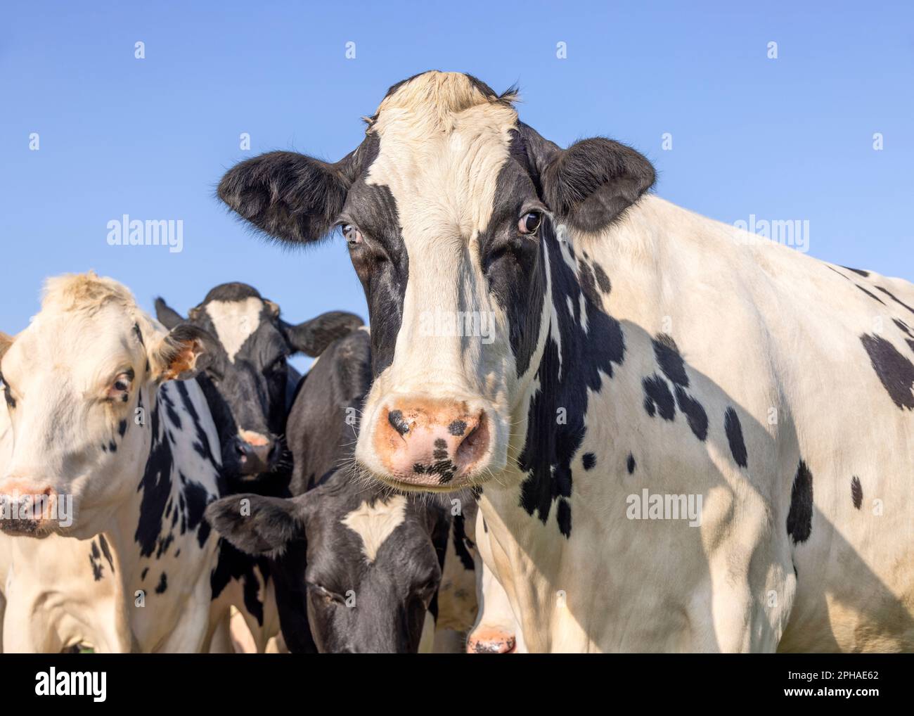 Face d'une vache à l'aspect noir et blanc, nez rose, devant une vache de troupeau et un ciel bleu Banque D'Images