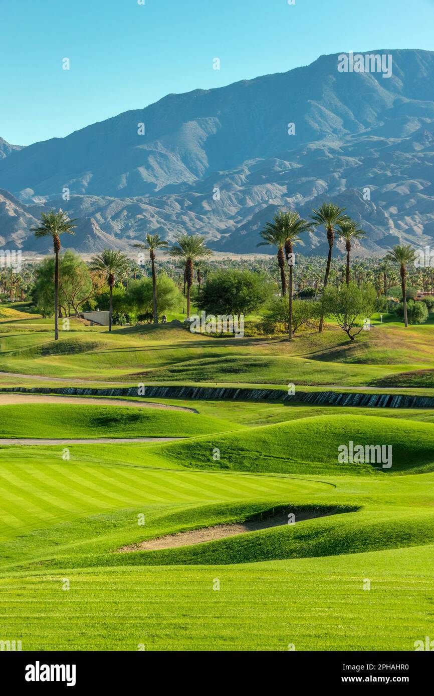 Pelouse verte et palmiers sur un parcours de golf à Palm Springs, Californie Banque D'Images