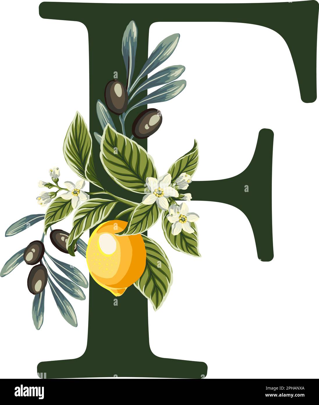 Lettre F de Alphabet avec illustration des citrons et des branches d'olive. Des graphismes parfaits pour les invitations de mariage, les cartes de vœux, les logos, les affiches et bien plus encore. Illustration de Vecteur