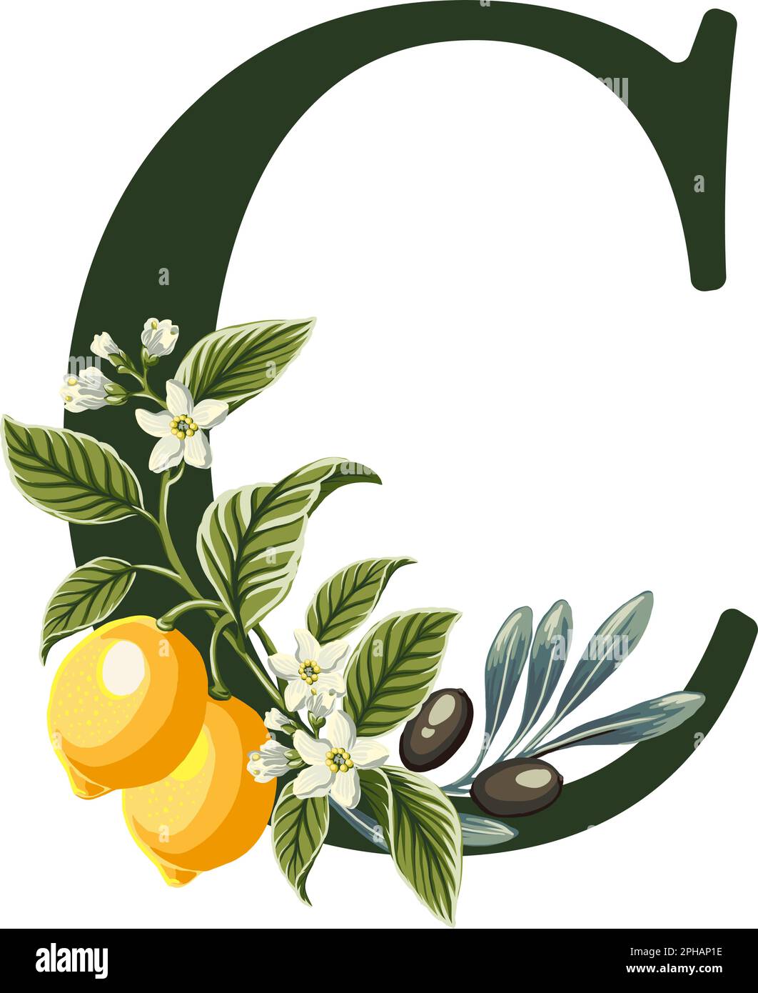 Lettre C de l'Alphabet avec illustration des citrons et des branches d'olive. Des graphismes parfaits pour les invitations de mariage, les cartes de vœux, les logos, les affiches et bien plus encore. Illustration de Vecteur