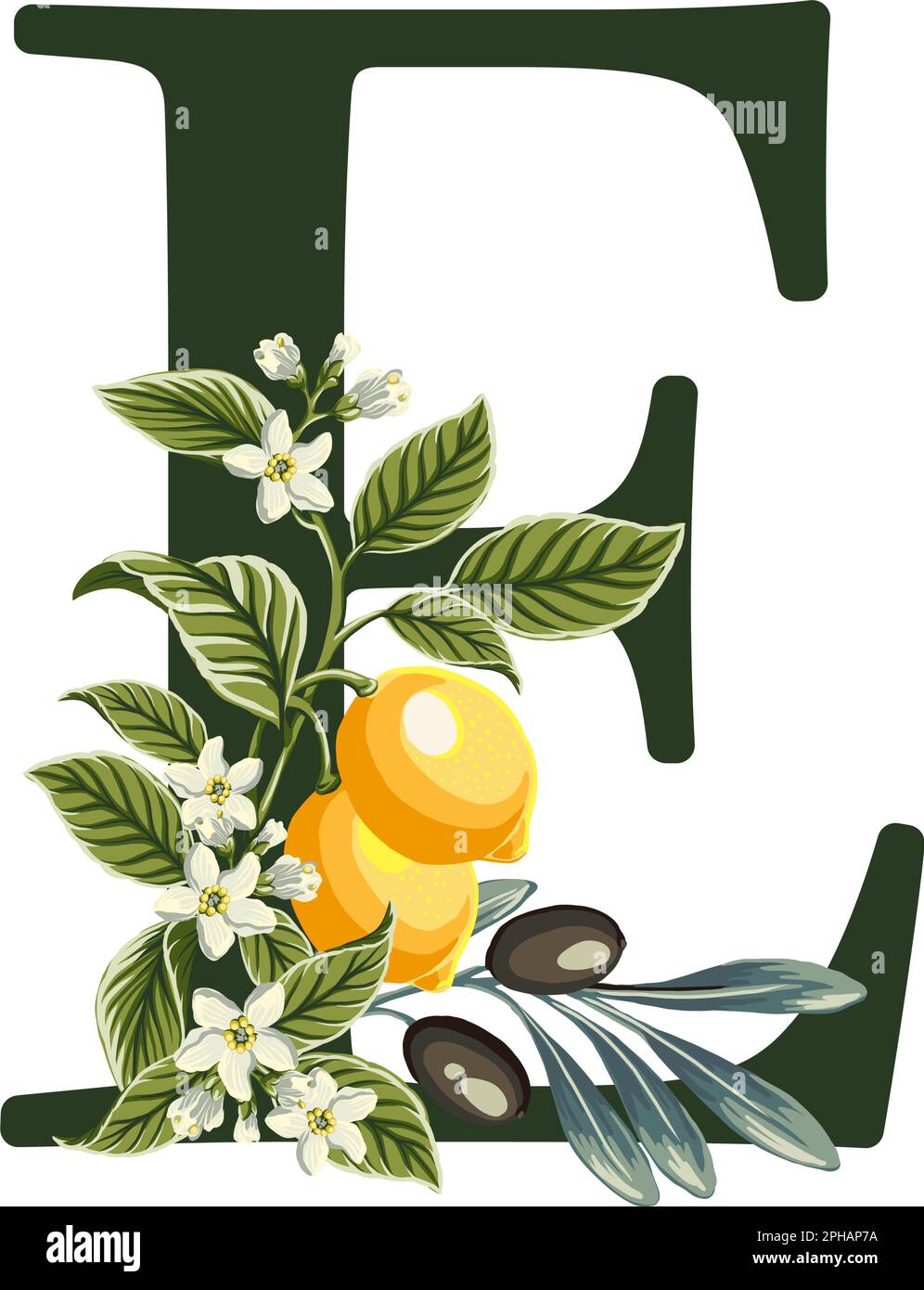 Lettre E de Alphabet avec illustration des citrons et des branches d'olive. Des graphismes parfaits pour les invitations de mariage, les cartes de vœux, les logos, les affiches et bien plus encore. Illustration de Vecteur