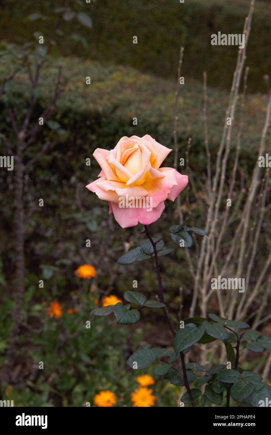 Une seule rose jaunâtre-rose fleurit parmi un lit de feuillage vert. Banque D'Images Une seule rose jaunâtre-rose fleurit parmi un lit de feuillage vert. Banque D'Images