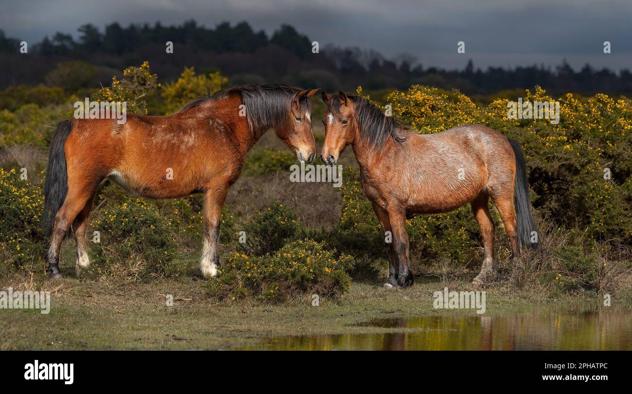 Un regard magique de deux poneys dans la Nouvelle forêt. Banque D'Images