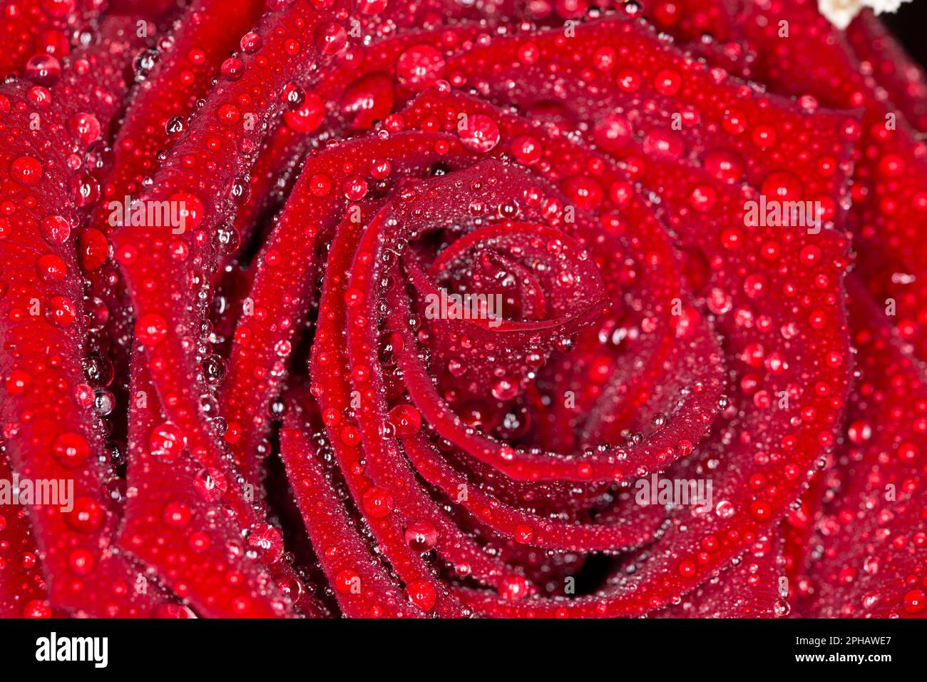 Nahaufnahme von Rosenblüte mit Wassertropfen, gros plan de la fleur de rose avec des gouttes d'eau Banque D'Images