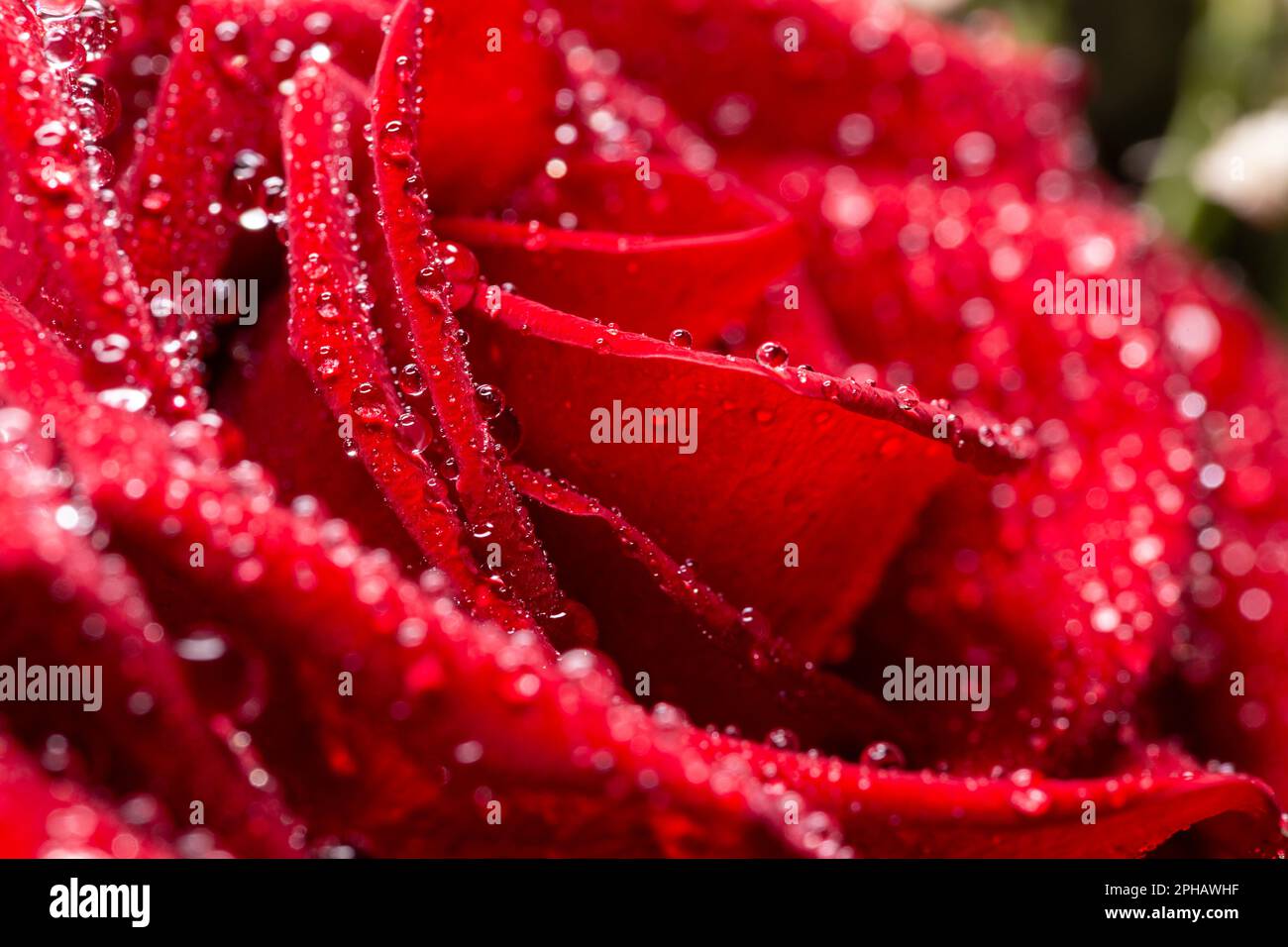Nahaufnahme von Rosenblüte mit Wassertropfen, gros plan de la fleur de rose avec des gouttes d'eau Banque D'Images