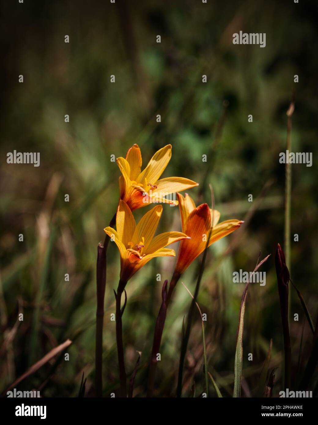 Un gros plan de toile d'or crocus, belles fleurs jaunes. Crocus angustifolius. Banque D'Images