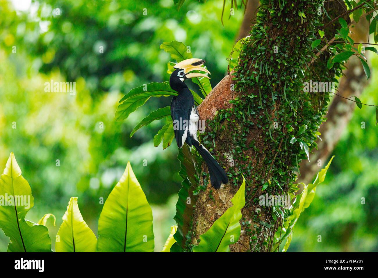 Hornbill oriental mâle adulte inspectant un trou de nid potentiel dans un tronc d'arbre, Singapour. Banque D'Images