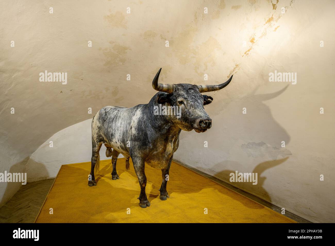 Séville, Espagne, 4 mars 2023: Galerie de la Plaza de Toros de la Real Maestranza de Caballeria de Sevilla, le célèbre arène de la ville. Banque D'Images