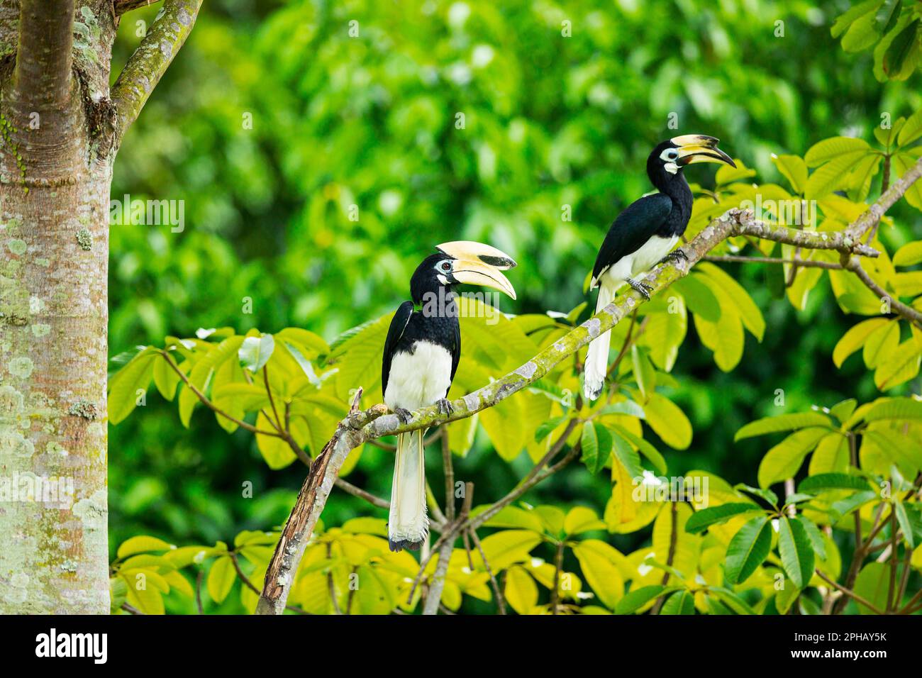 Une paire de hornbill oriental perche ensemble sur un arbre du parc pendant leur saison de reproduction, Singapour Banque D'Images
