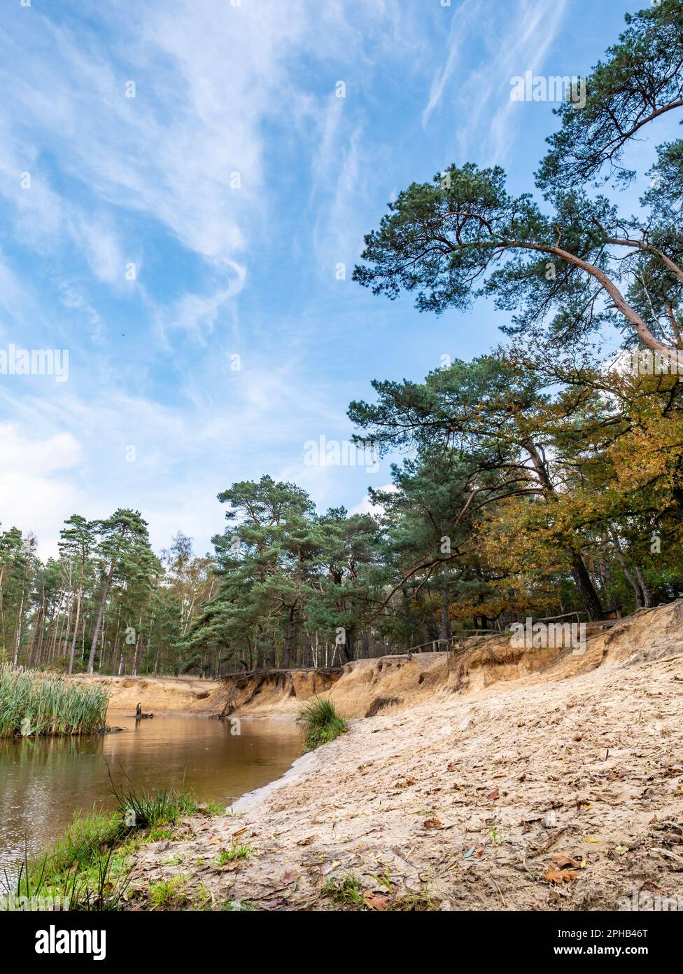 Rivière Dinkel et pins dans la réserve naturelle de Lutterzand, de Lutte, Losser, Overijssel, pays-Bas Banque D'Images