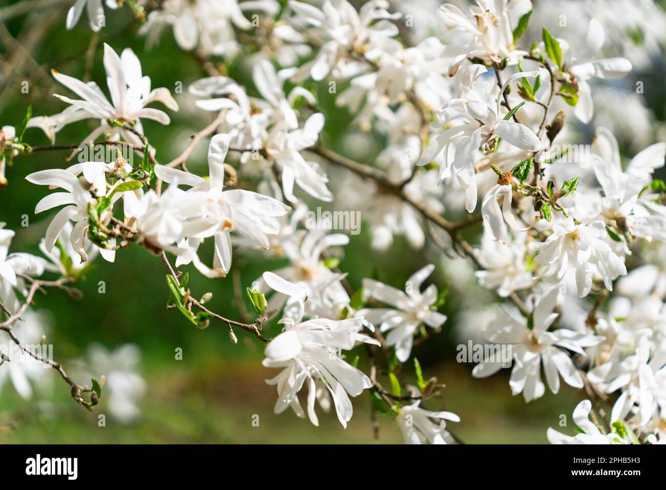 Le Magnolia stellata, parfois appelé magnolia, est un arbuste à croissance lente ou un petit arbre originaire du Japon. Il porte un grand, blanc ou rose Banque D'Images