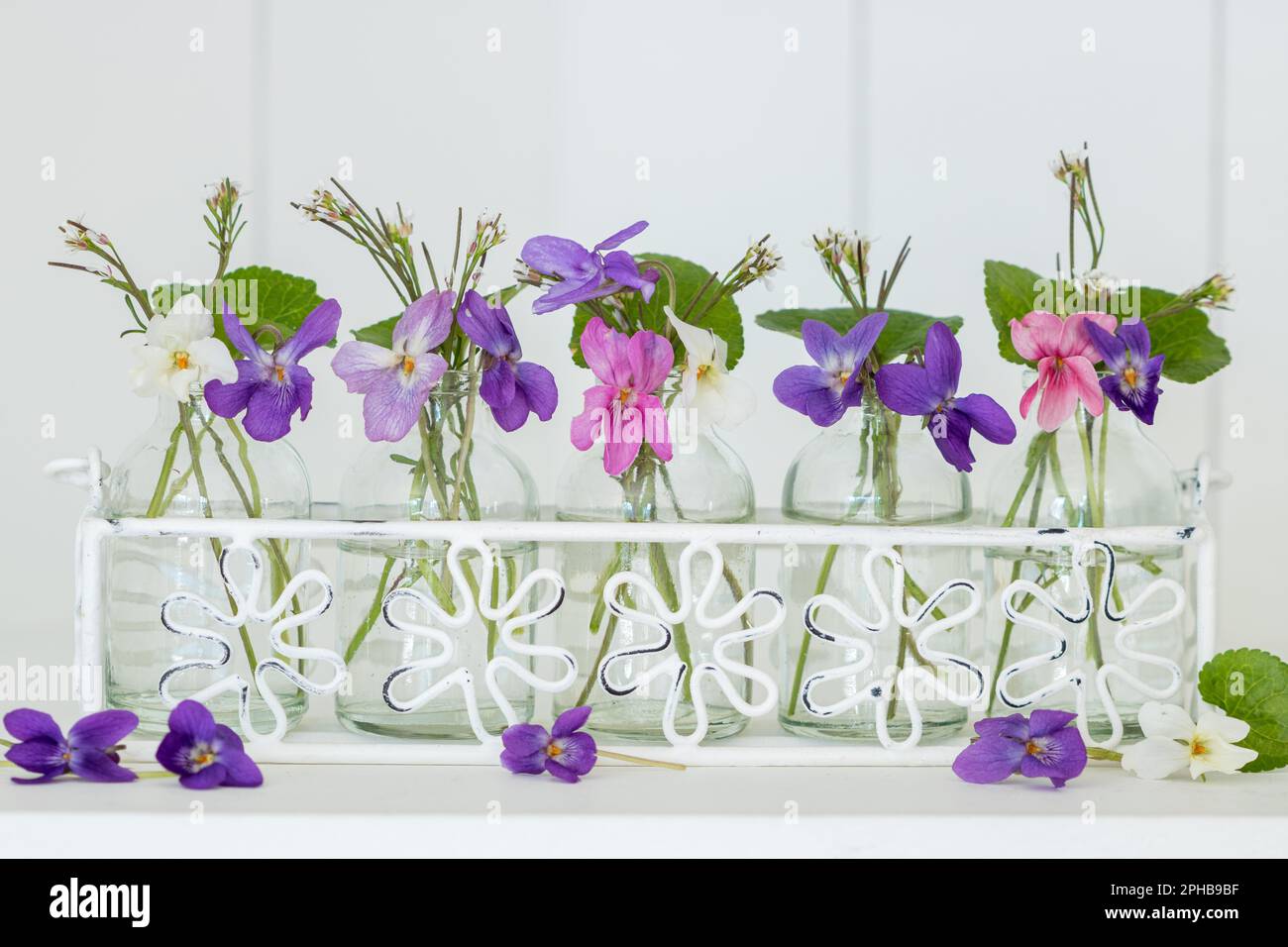 fleurs violettes douces en bouteilles de verre comme décoration florale de printemps Banque D'Images