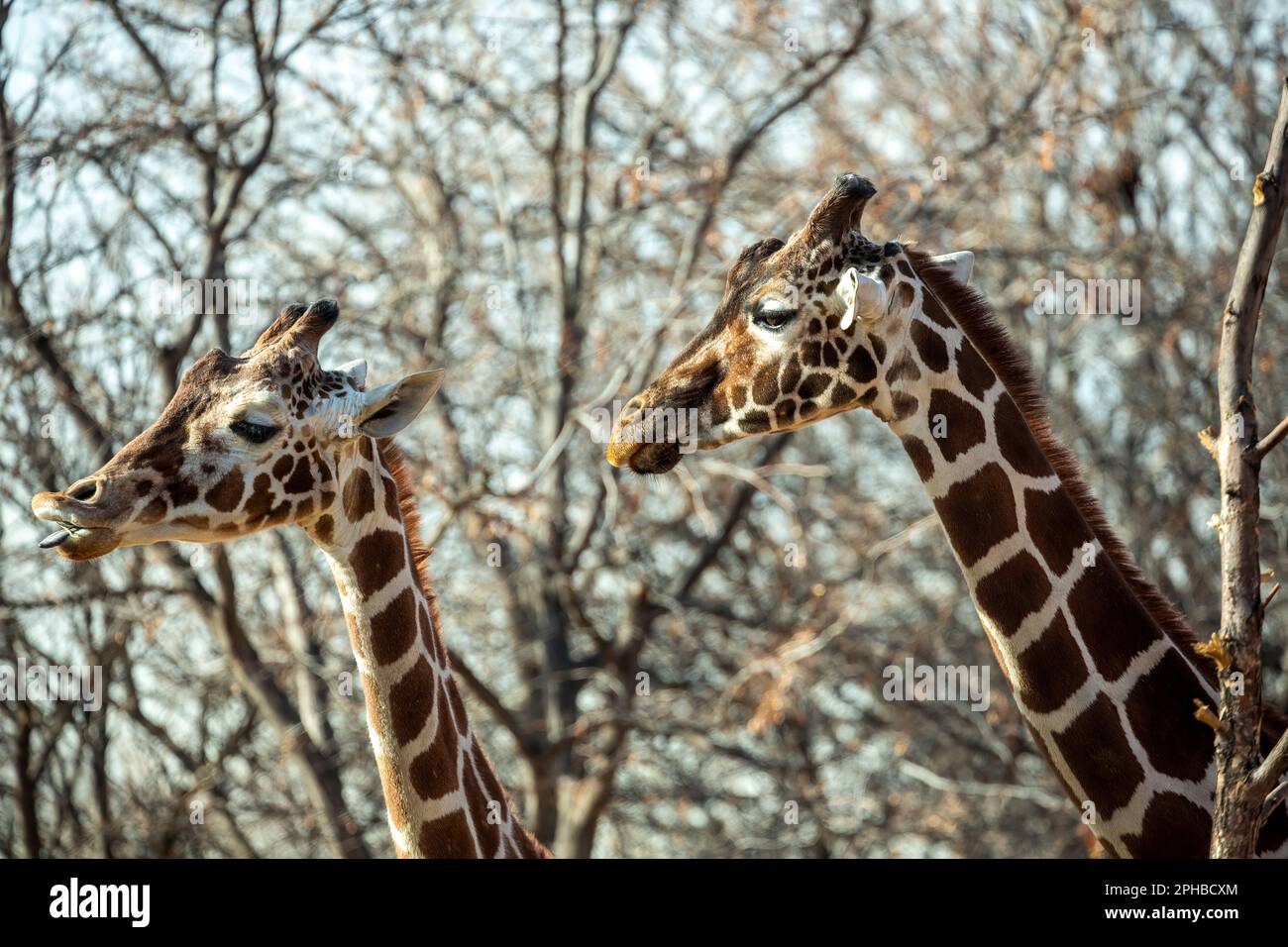 Girafes en captivité (Giraffa camelopardalis), zoo de Denver, Denver, Colorado, États-Unis Banque D'Images