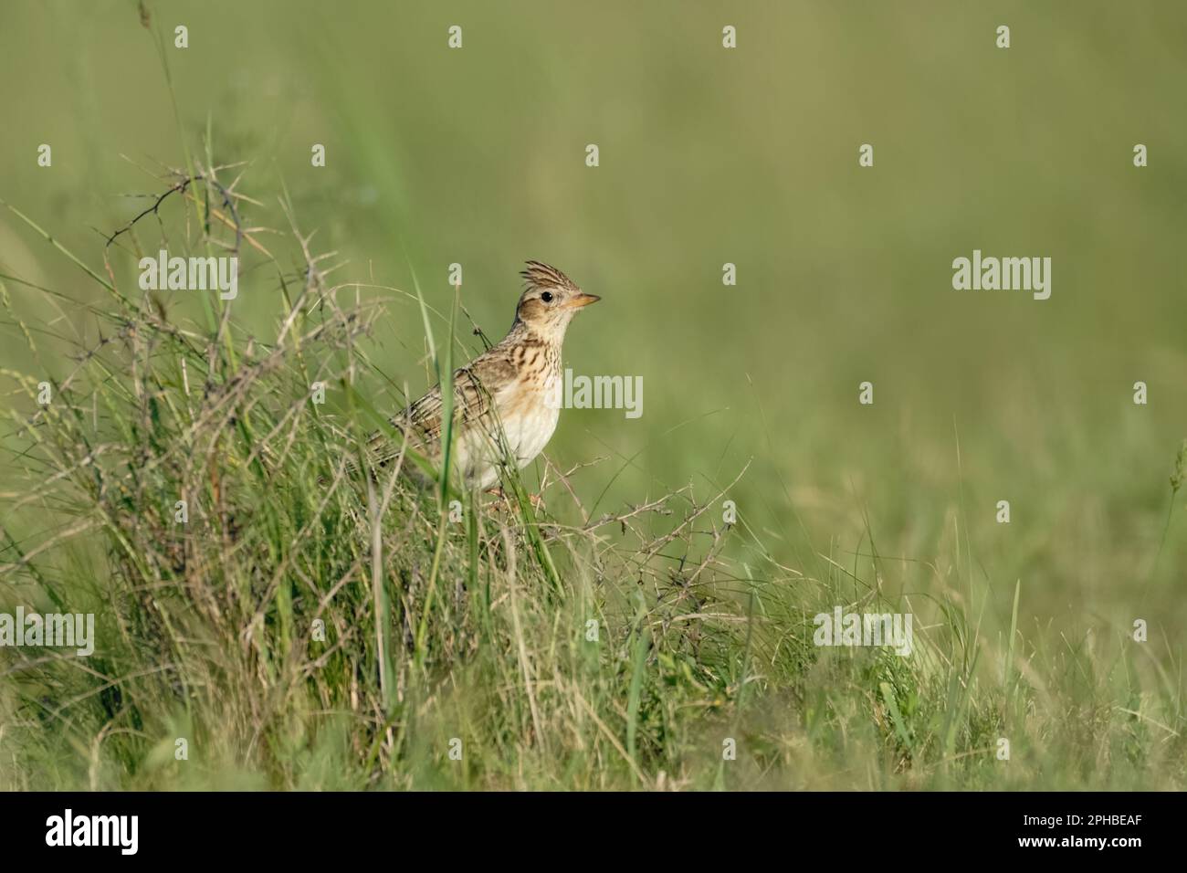 perky... Skylark ( Alauda arvensis ) dans un pré. Banque D'Images perky... Skylark ( Alauda arvensis ) dans un pré. Banque D'Images
