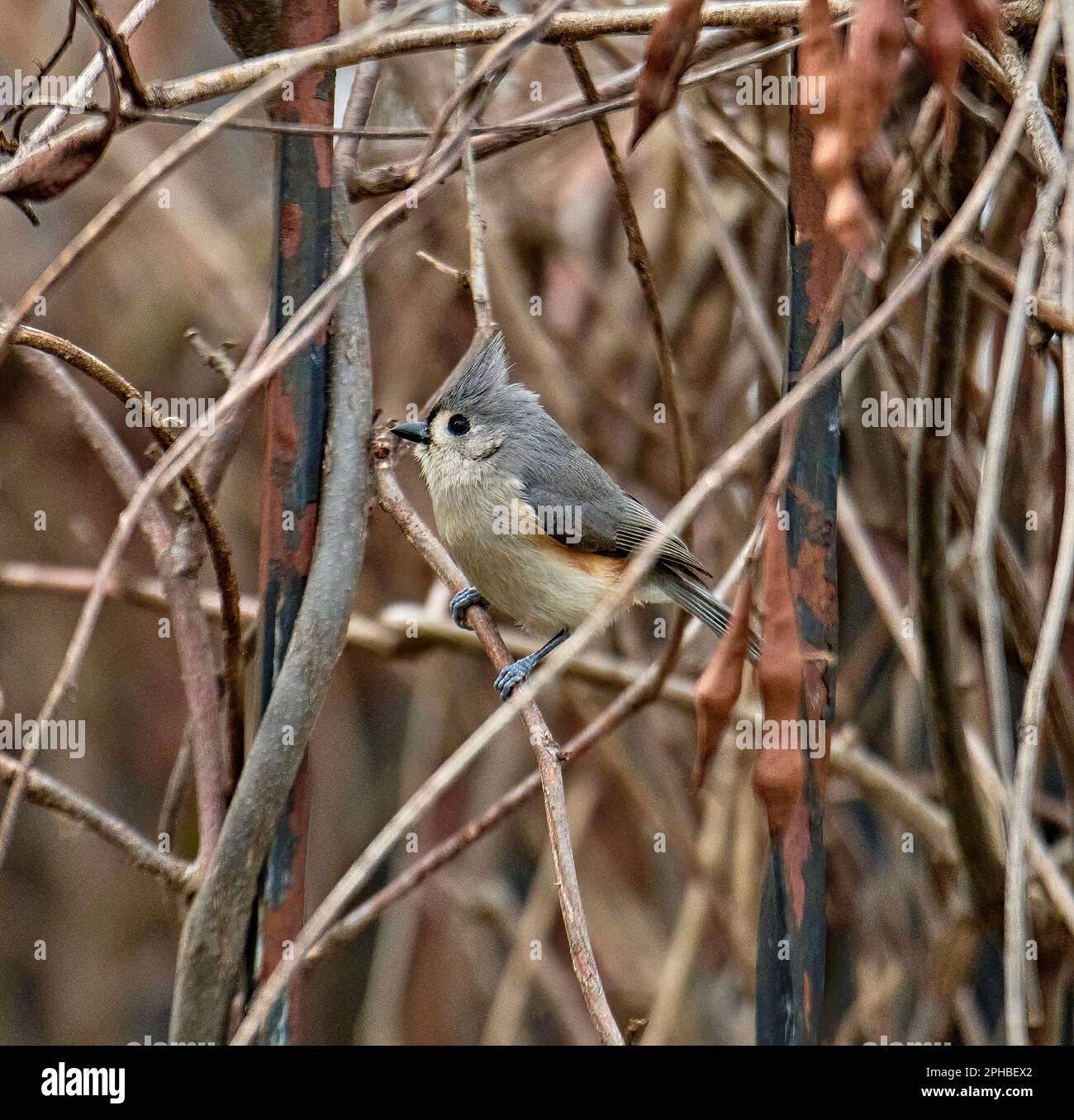 La souris à touffeté est un petit songbird d'Amérique du Nord. Ces petits oiseaux ont un front blanc et un corps supérieur gris avec des flancs de couleur rouille. Banque D'Images