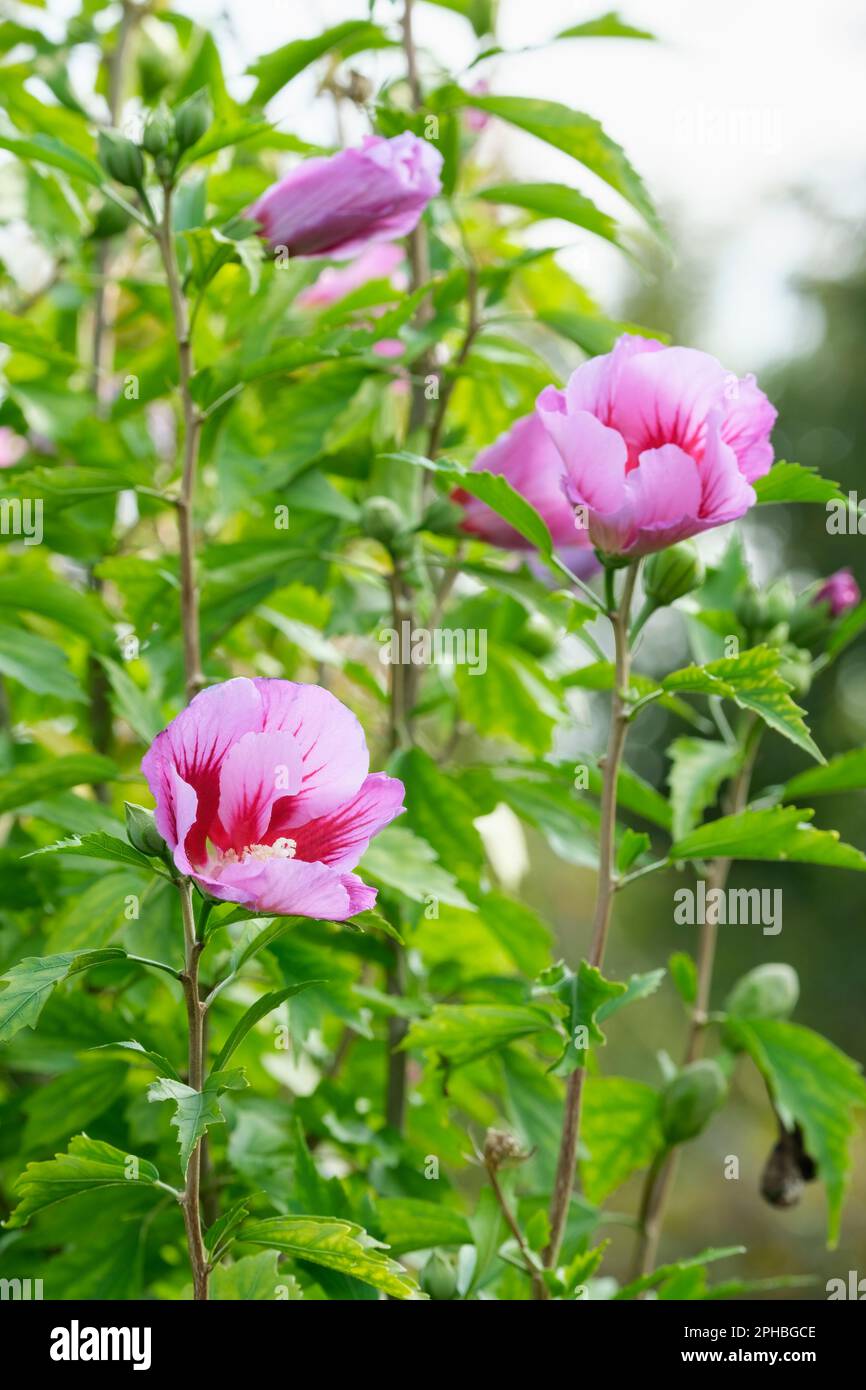 Hibiscus syriacus Gandini Santiago, Hibiscus syriacus pilier violet, fleurs roses mauve, avec étoile rouge centrale Banque D'Images