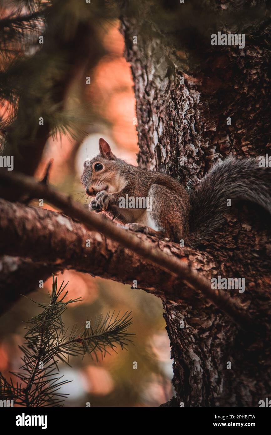 Un écureuil gris perché sur une branche d'arbre, appréciant un repas de bourgeons d'aiguille de sapin Banque D'Images