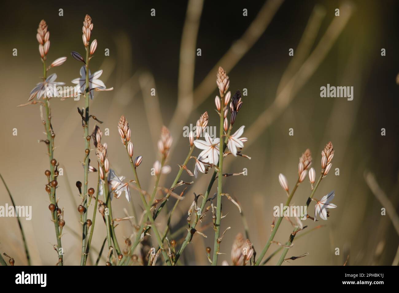 Affodil une belle fleur sauvage qui fleurit au printemps. Banque D'Images