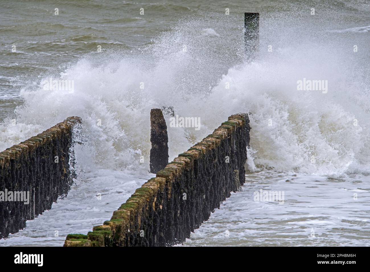 Vagues s'écrasant dans l'aine en bois / brise-lames pour éviter l'érosion de la plage pendant la tempête hivernale le long de la côte de la mer du Nord à Zeeland, pays-Bas Banque D'Images