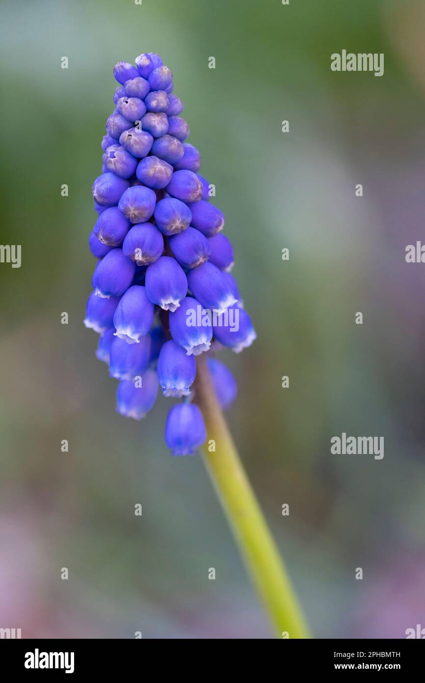 Une fleur solitaire de jacinthe de raisin (Muscari armeniacum), sur fond de feuillage hors foyer et sur fond d'autres jacinthes de raisin Banque D'Images