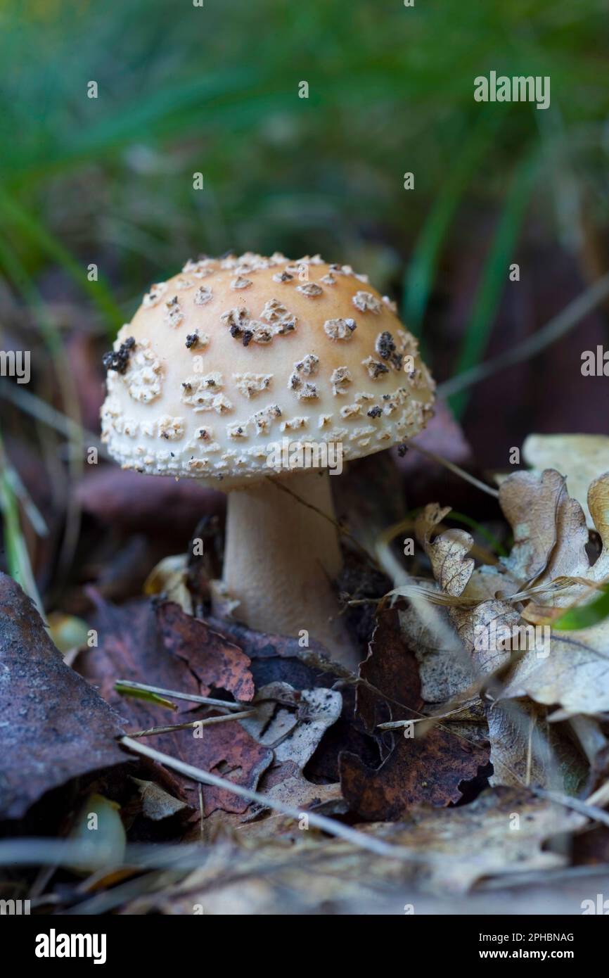 Fungo, Amanita aspera. Tempio. OT, Sardaigne, Italie Banque D'Images