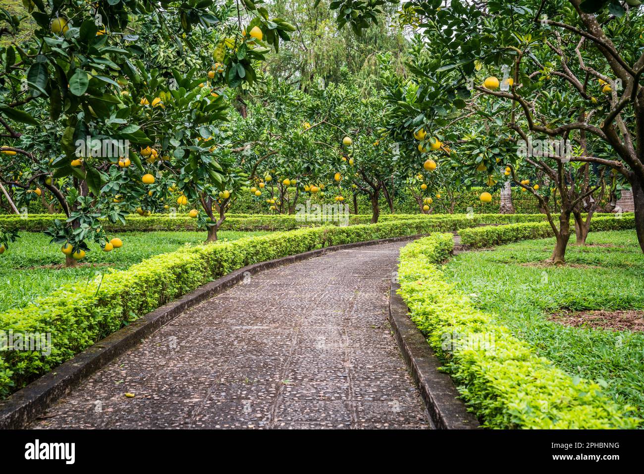 Beau jardin avec pomelo arbres dans le centre de Hanoi, Vietnam Banque D'Images