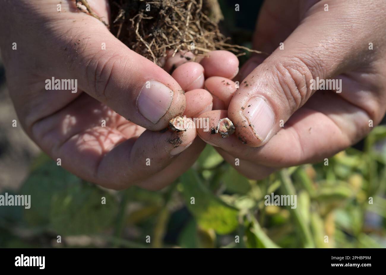 SERBIE, région Vojvodina, Novi Sad, recherche agricole institut NS Seme, culture du soja, racine de la plante de soja avec capsule d'azote fixe / SERBIEN, région Vojvodina, Novisad, Agrarforschungsinstitut NS Seme, Soja Anbau, Leguminose Sojapflanze, sie binden an ihrem Wurzelwerk den Stickstoff aus der Luft, wodurch eine kostenintensive und umweltbelastende Zufuhr von Stickstoffdünger entfällt Banque D'Images