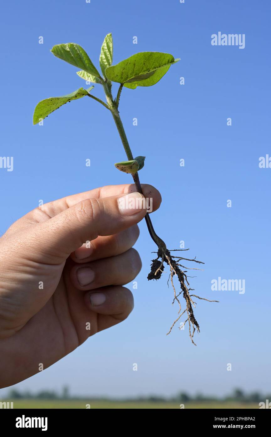 SERBIE, région Voïvodine, Novi Sad, recherche agricole institut NS Seme, culture du soja, jeune plante de soja avec racine / SERBIEN, région Voïvodine, Novisad, Agrarforschungsinstitut NS Seme, Soja Anbau, junge Soja Pflanze mit Wurzel, sie binden an ihrem Wurzelwerk den Stickstoff aus der Luft, wodych eine kostenintensive und umweltbelasterende Zufuhr von Stickstoffdünger entfällt Banque D'Images