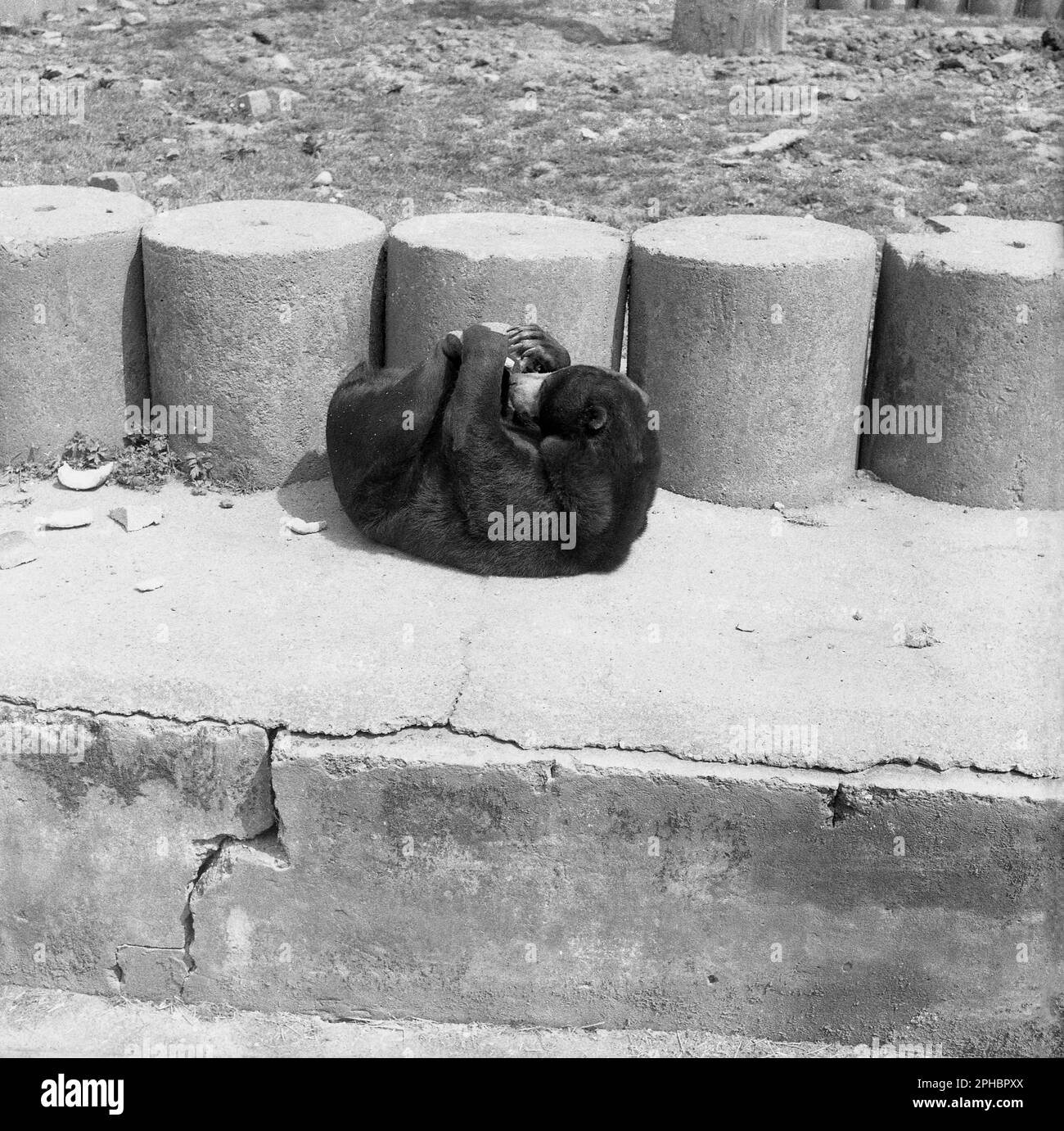 1950s, historique, petit ours dans son enceinte, allongé sur son dos par WW2 piliers de béton, Zoo de Chester, Angleterre, Royaume-Uni. Banque D'Images