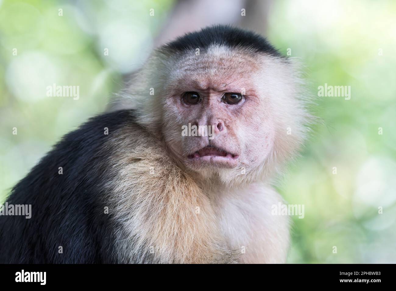 Singe capucin panaméen à face blanche, imitateur Cebus, gros plan du visage d'un adulte qui se repose dans un arbre en forêt, Panama Banque D'Images
