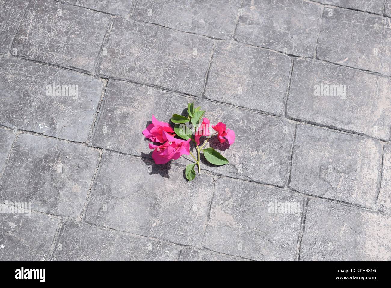 nature morte Banque D'Images