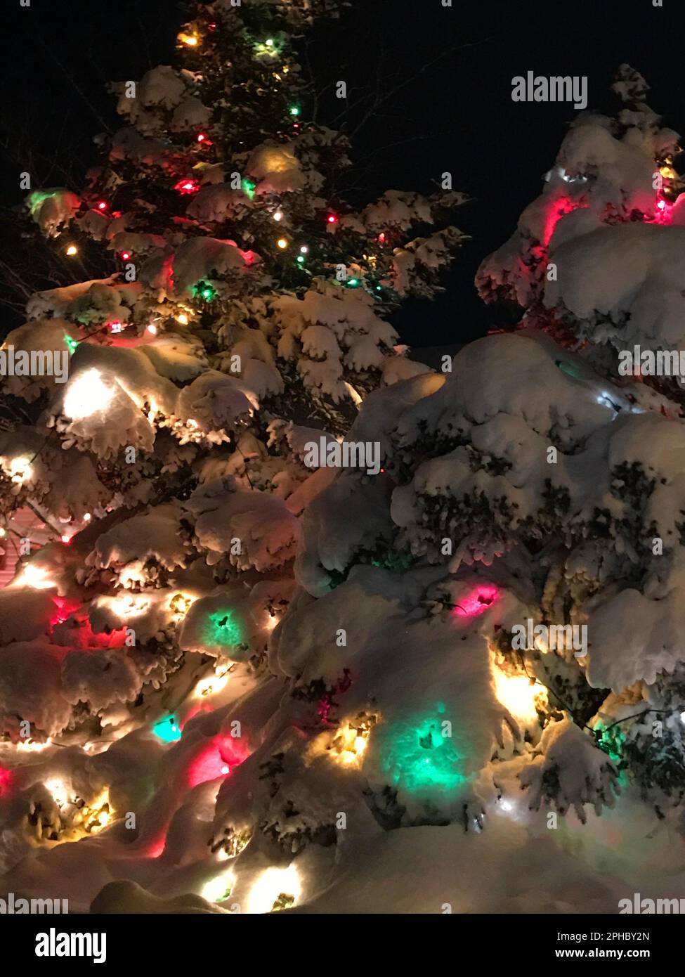 Deux arbres à feuilles persistantes à l'extérieur, décorés de lumières de Noël et recouverts d'une épaisse couche de neige fraîche. Banque D'Images