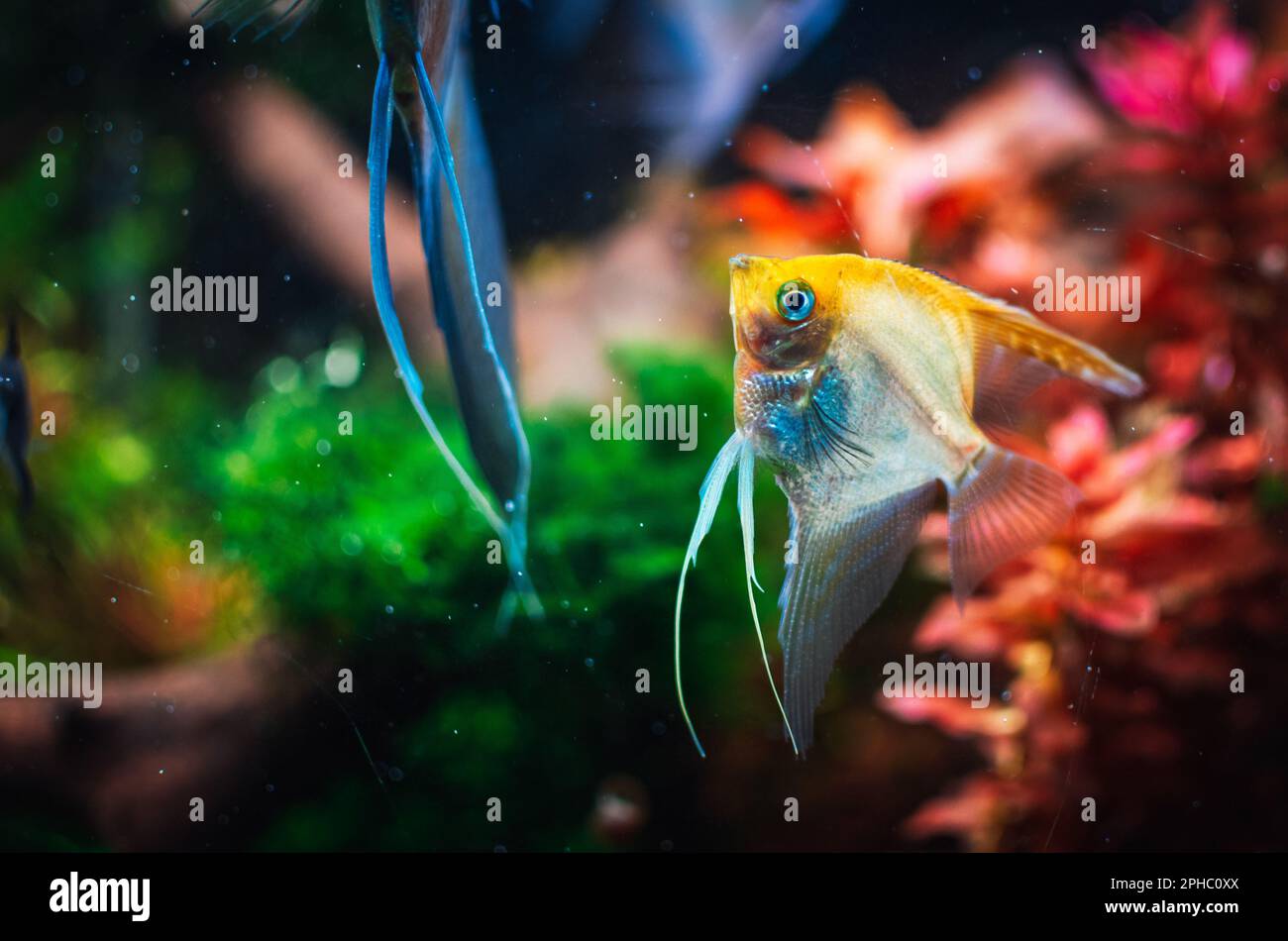 Pterophyllum scalare de mon réservoir Banque D'Images