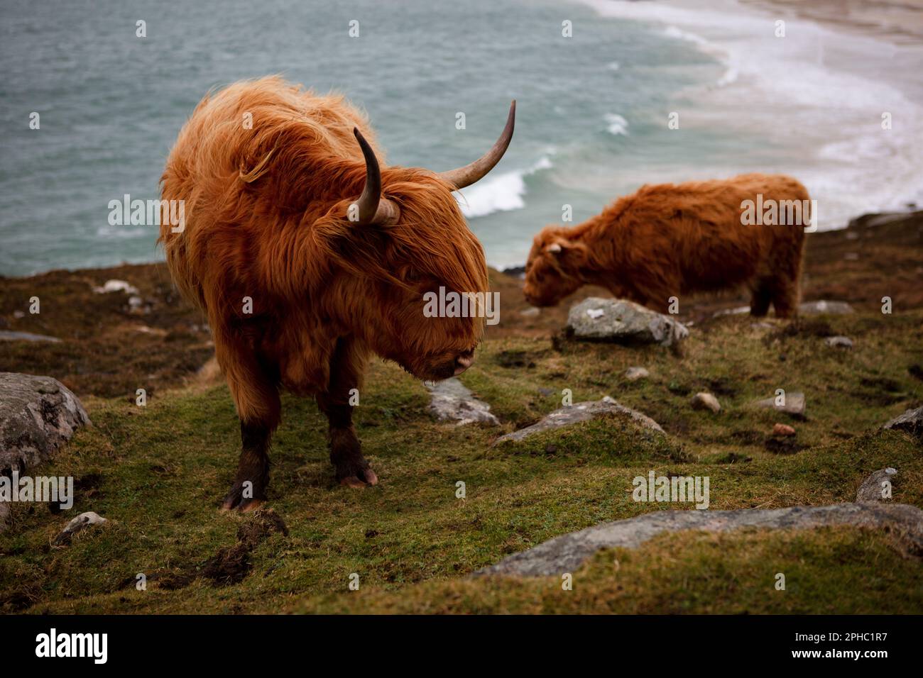 Coo poilu Banque D'Images