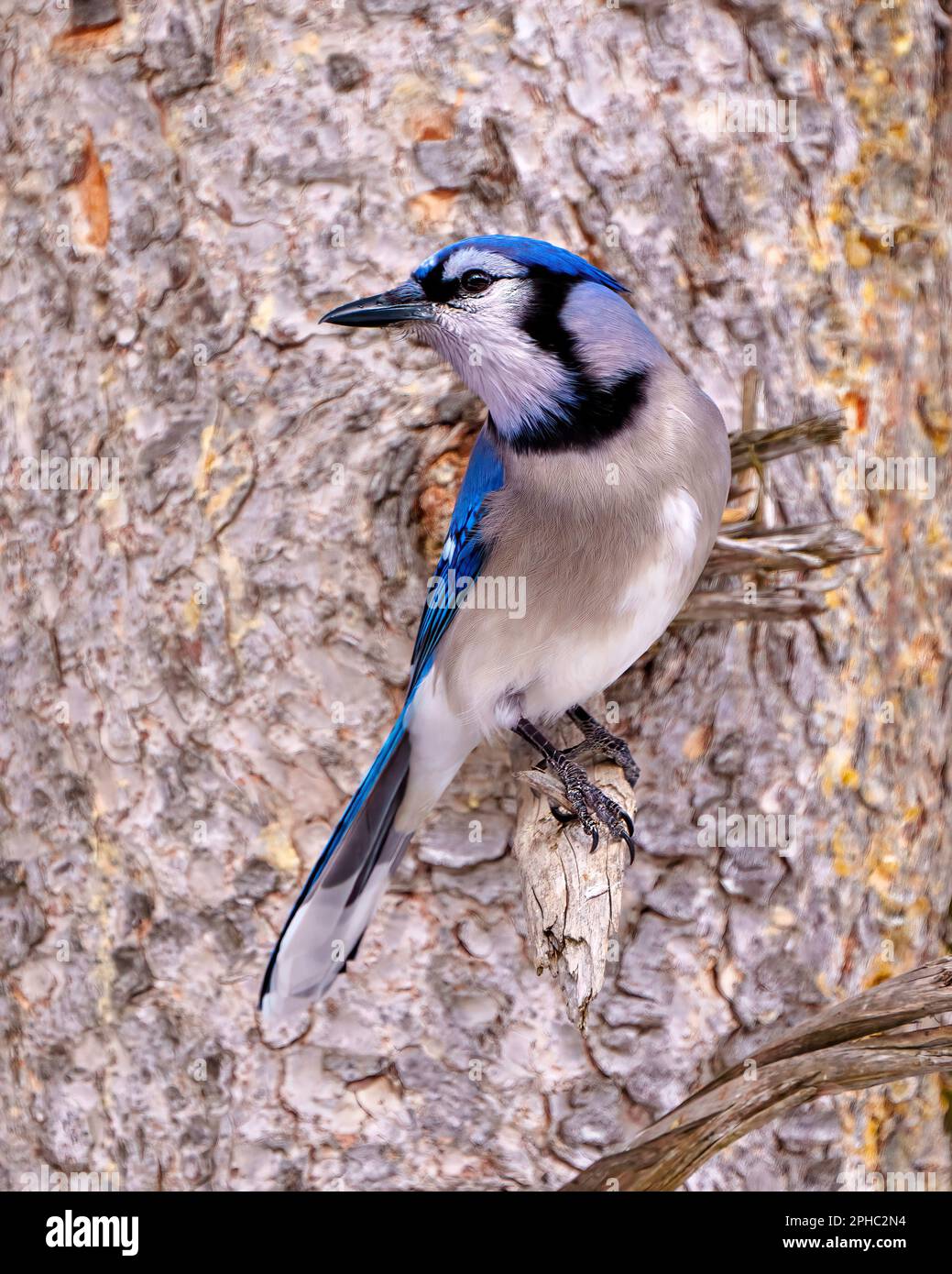 Vue rapprochée du geai bleu perchée sur une branche de tronc d'arbre avec un arrière-plan dans son environnement et son habitat entourant le plumage de plumes bleues. Banque D'Images