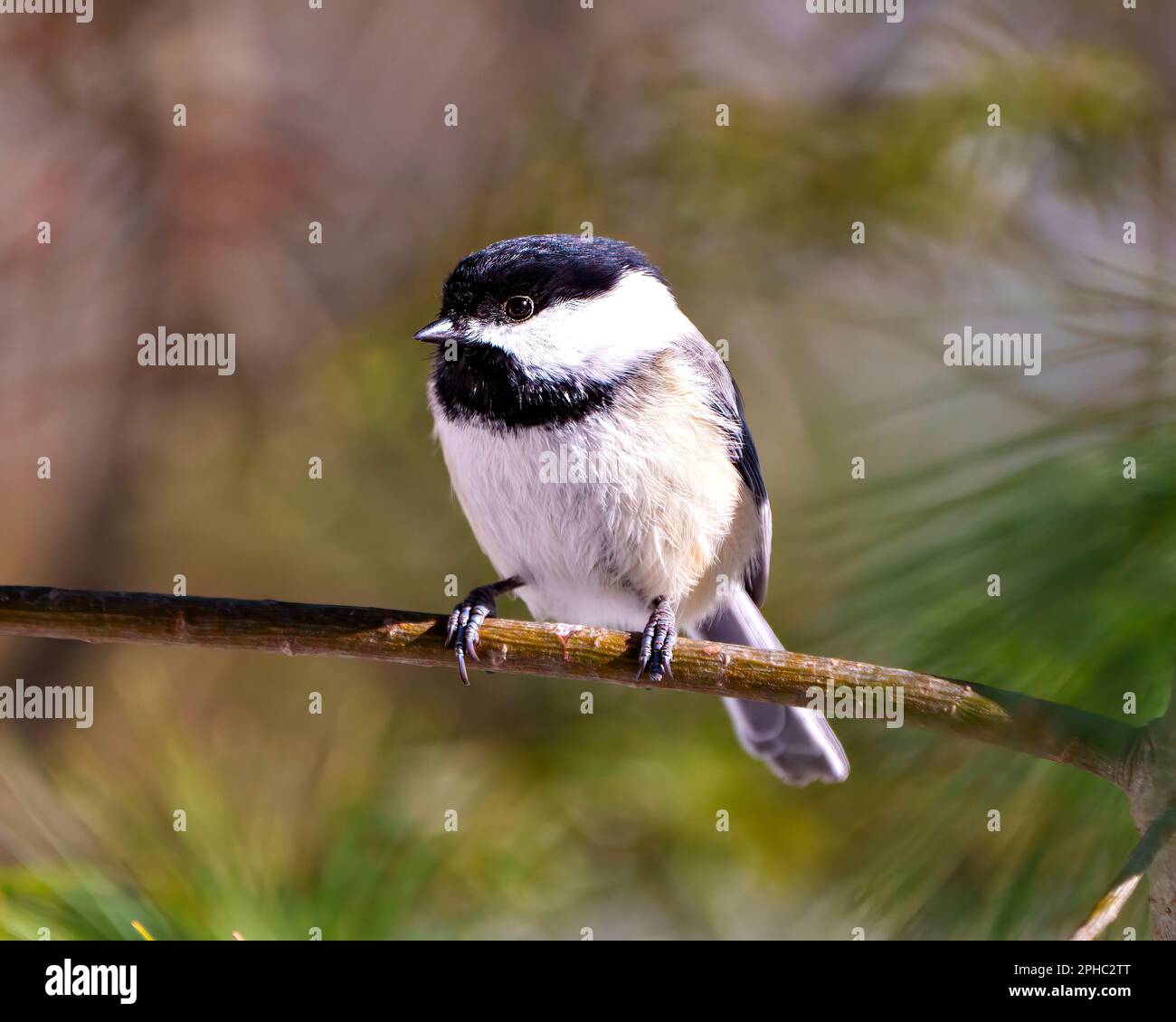 Vue de face en gros plan du Chickadee perchée sur une branche d'arbre avec un arrière-plan de conifères flou dans son environnement et son habitat environnant. Banque D'Images