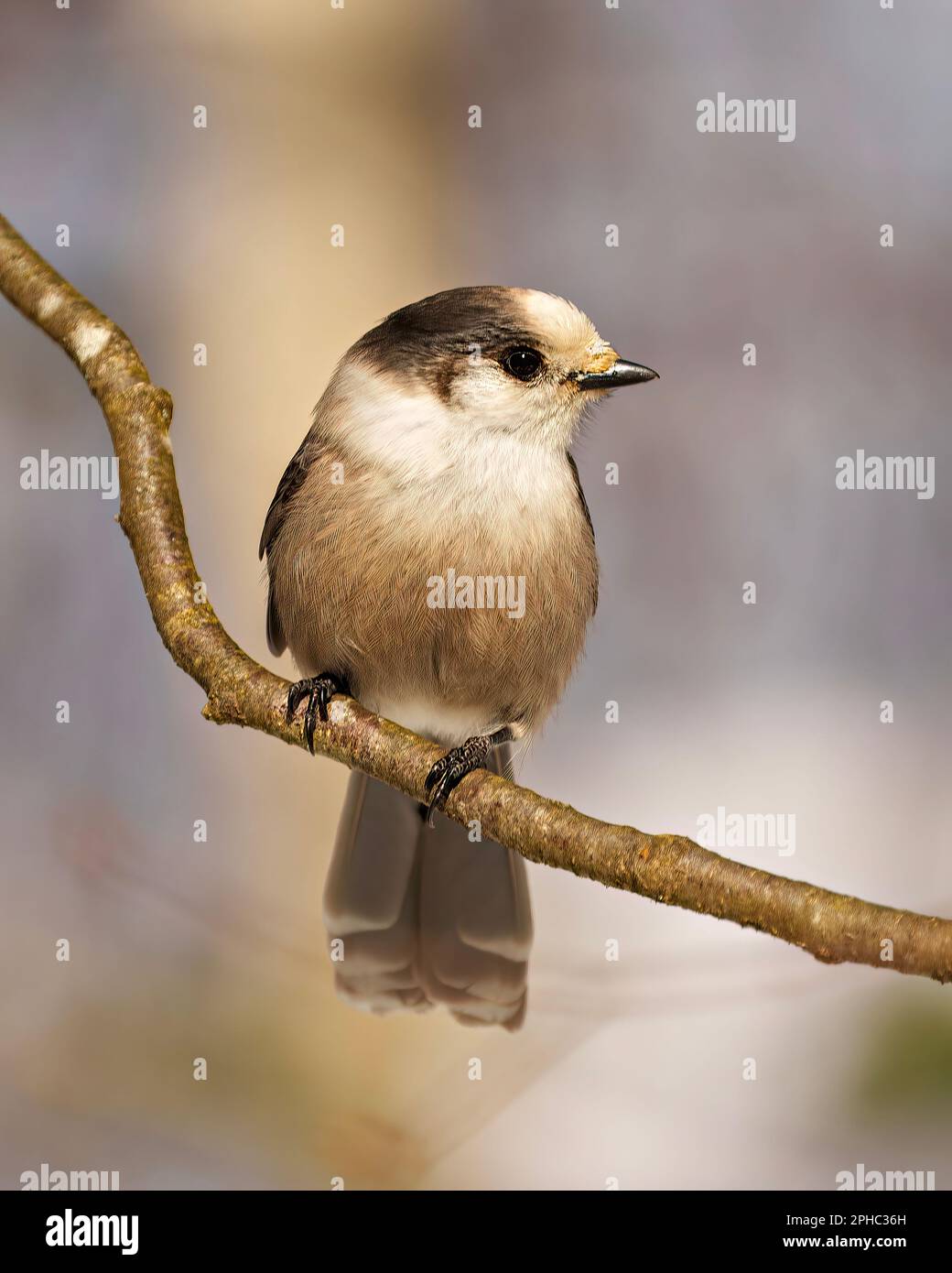 Vue de face en gros plan du geai gris perchée sur une branche d'arbre présentant une couleur grise, une queue, des ailes, des pieds, des yeux avec un arrière-plan flou dans son environnement. Banque D'Images