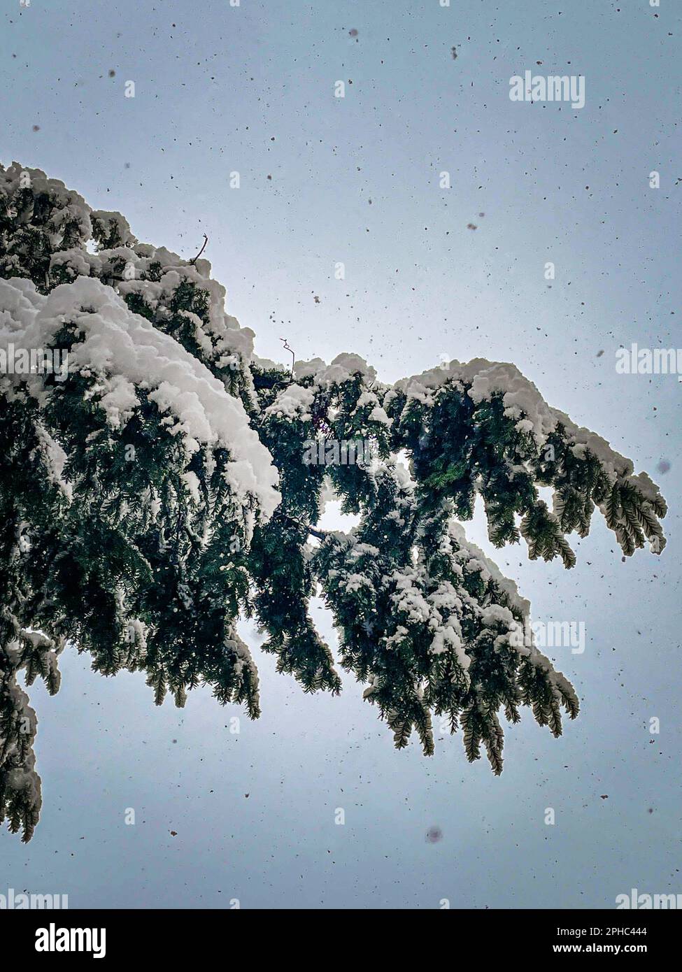 arbre recouvert de neige en hiver Banque D'Images